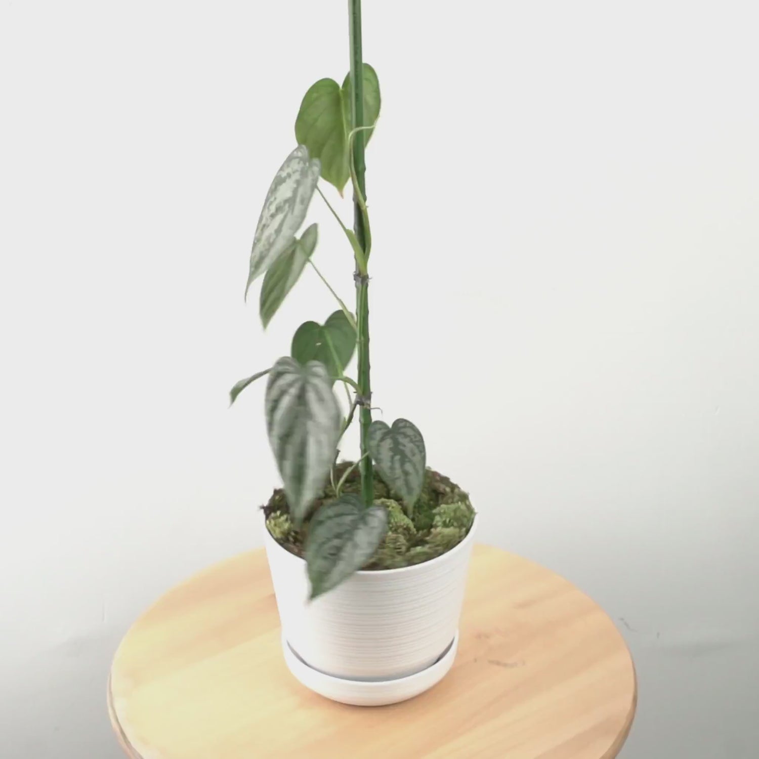 Philodendron Brandtianum