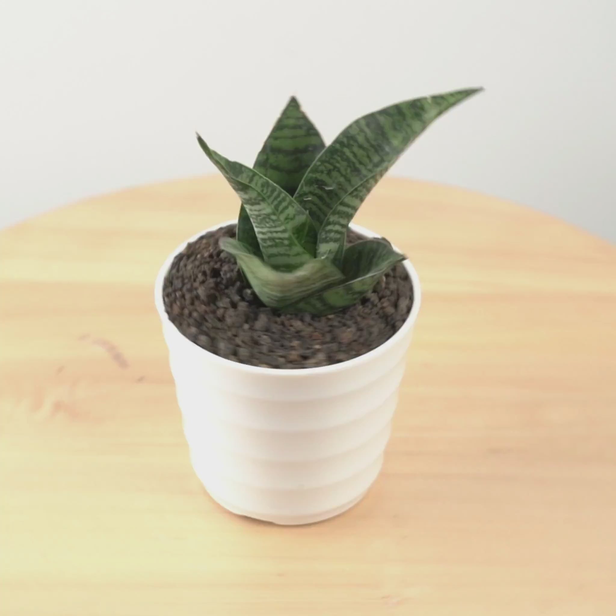 Sansevieria spyder - Greenspaces.id
