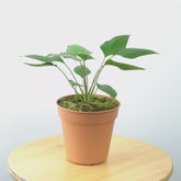 Homalomena Green - Greenspaces.id