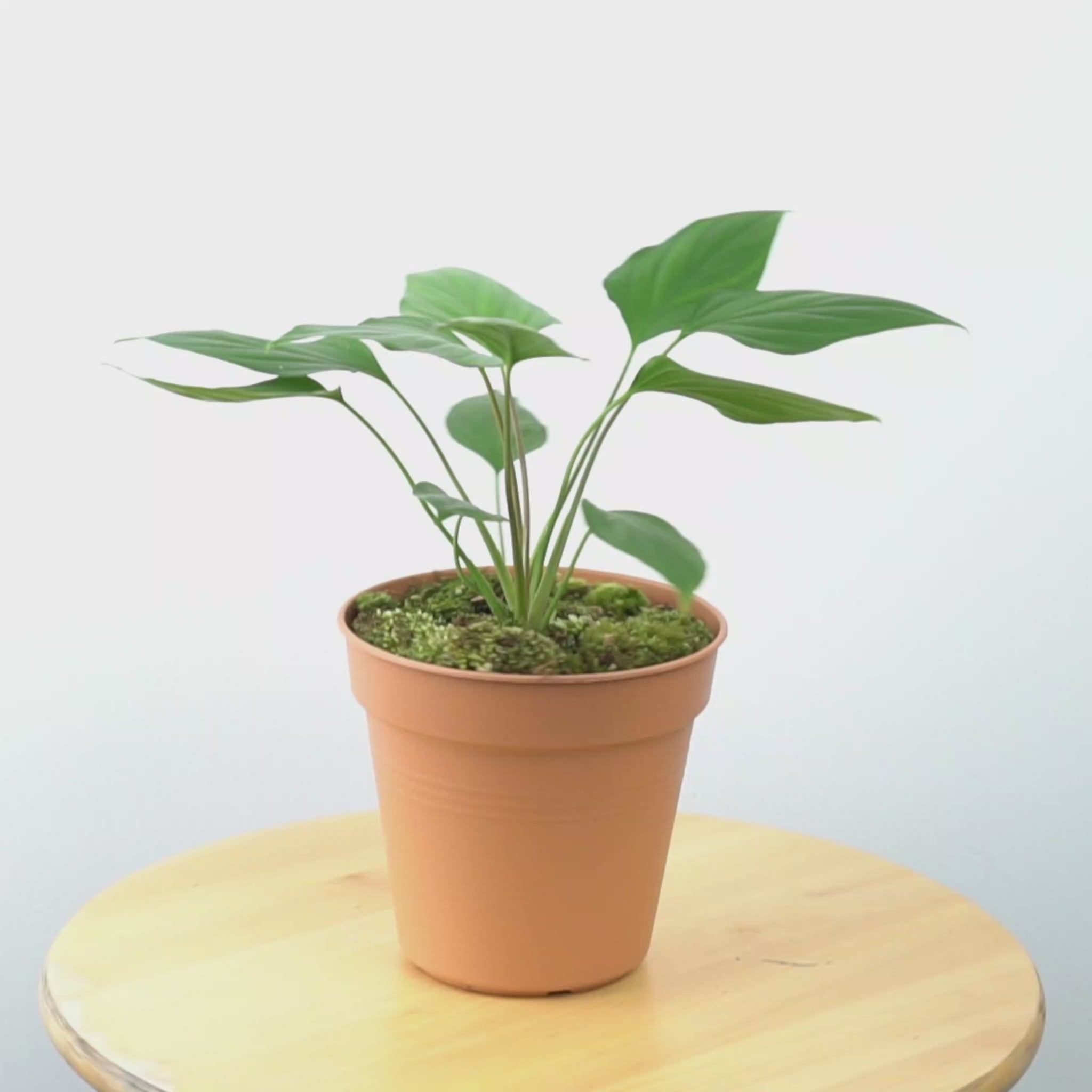 Homalomena Green - Greenspaces.id