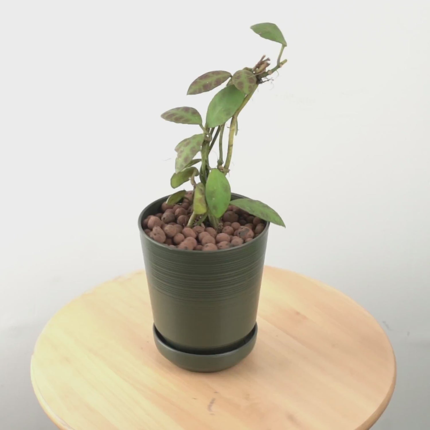 Hoya waymaniae - Greenspaces.id