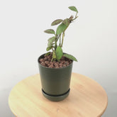 Hoya waymaniae - Greenspaces.id