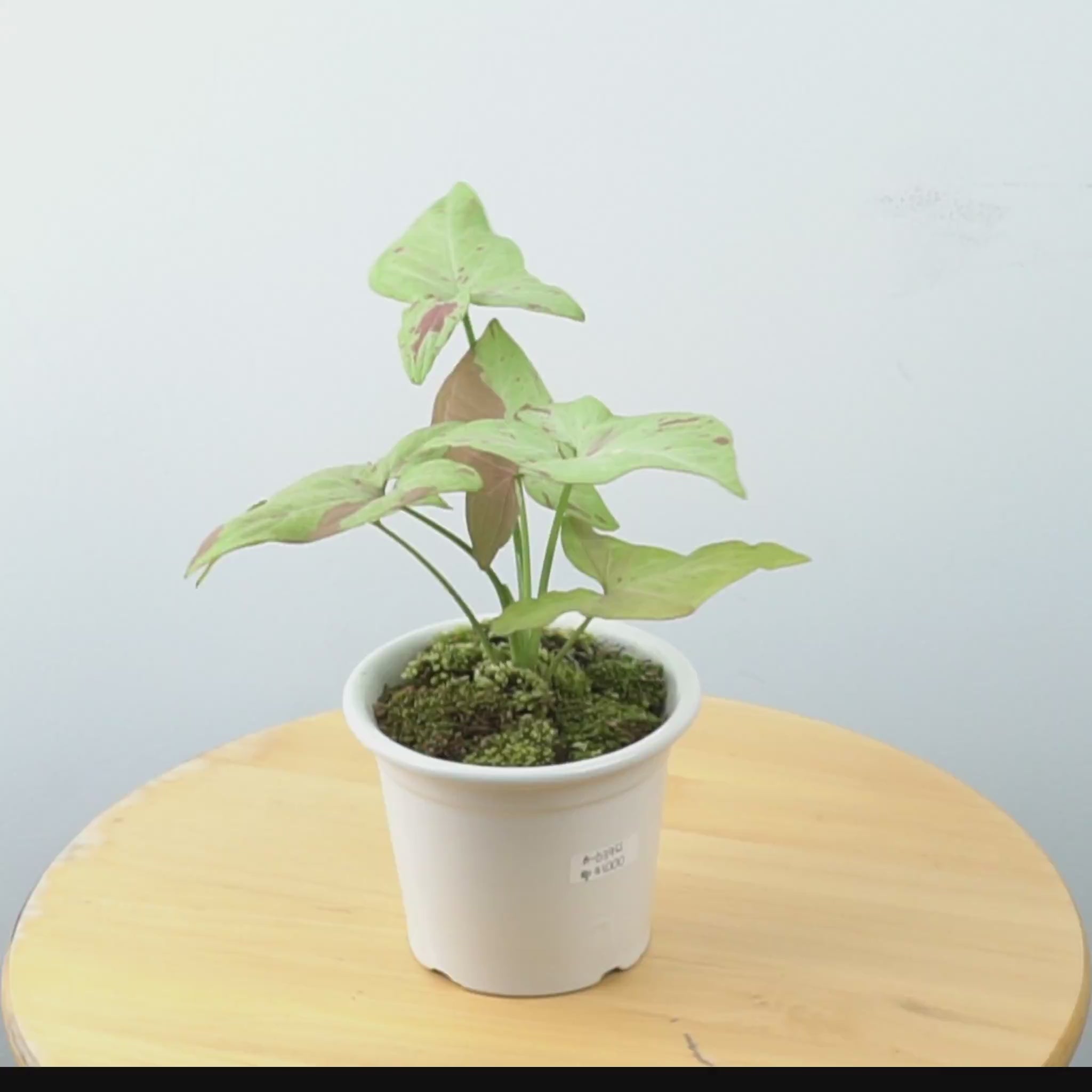 Syngonium strawberry milk