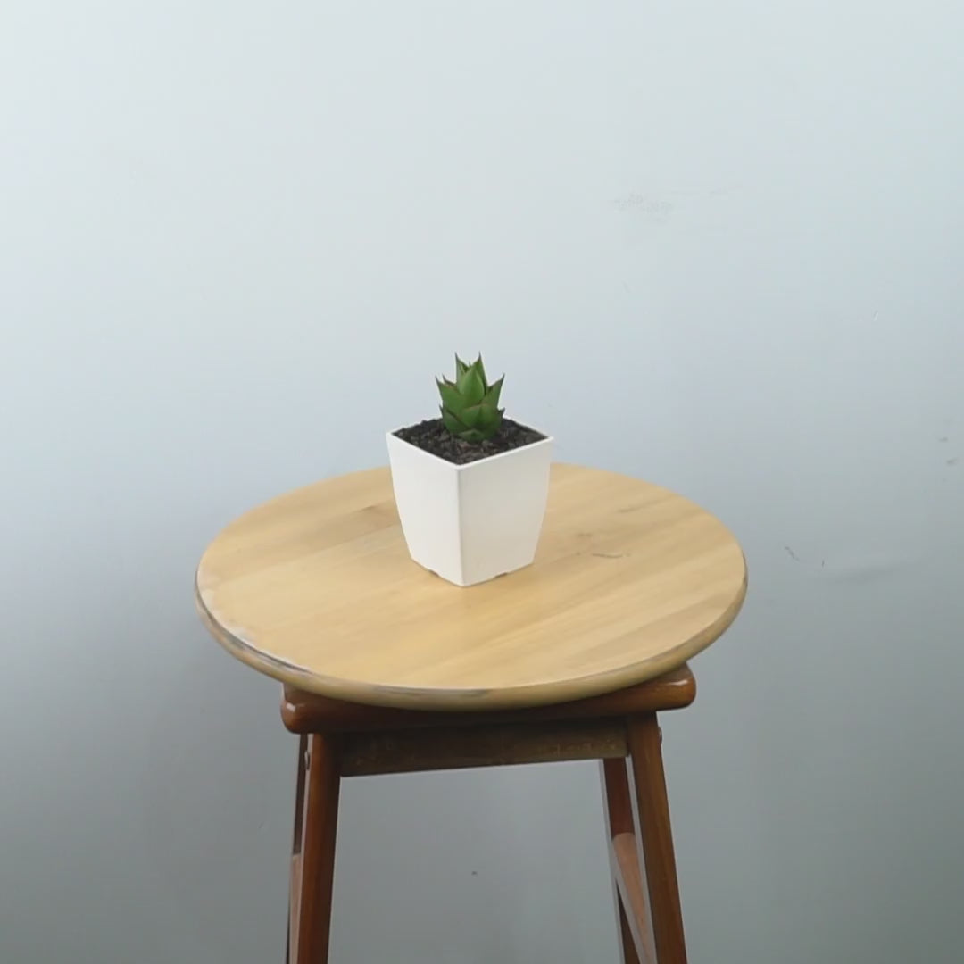 Sansevieria tower hybrid - Greenspaces.id