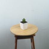 Sansevieria tower hybrid - Greenspaces.id