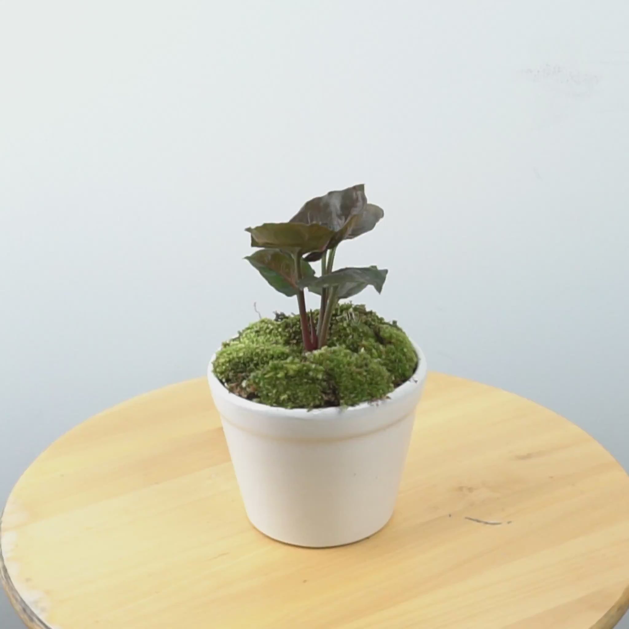 Syngonium Maria - Greenspaces.id