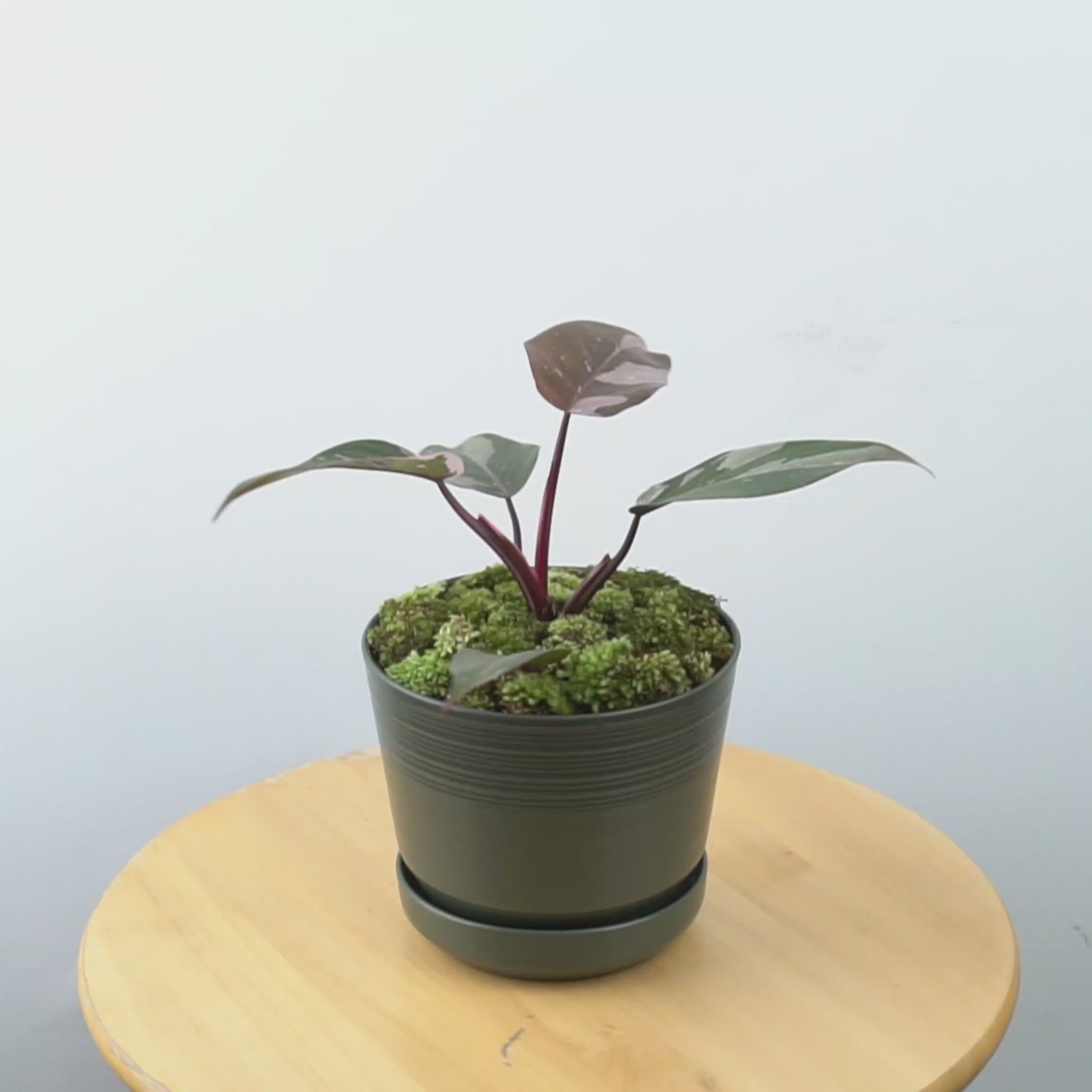 Philodendron Red Anderson - Greenspaces.id