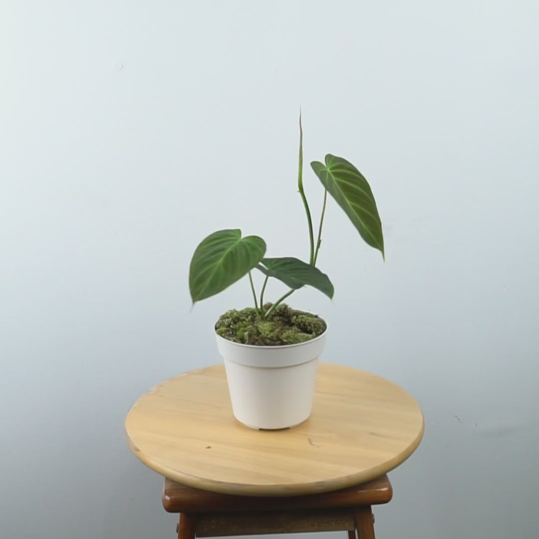 Philodendron Splendid - Greenspaces.id