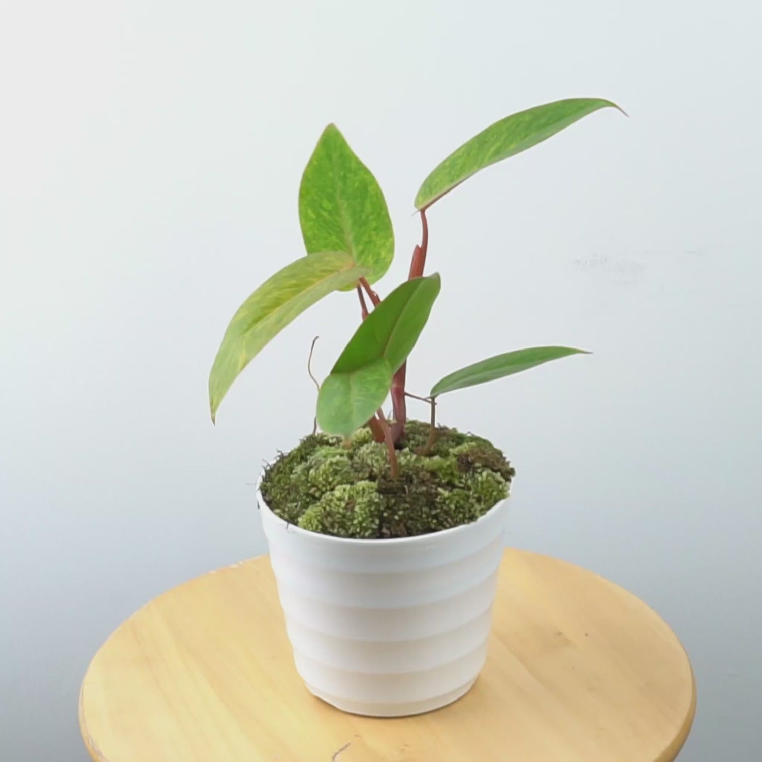 Philodendron Painted Lady - Greenspaces.id