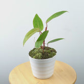 Philodendron Painted Lady - Greenspaces.id