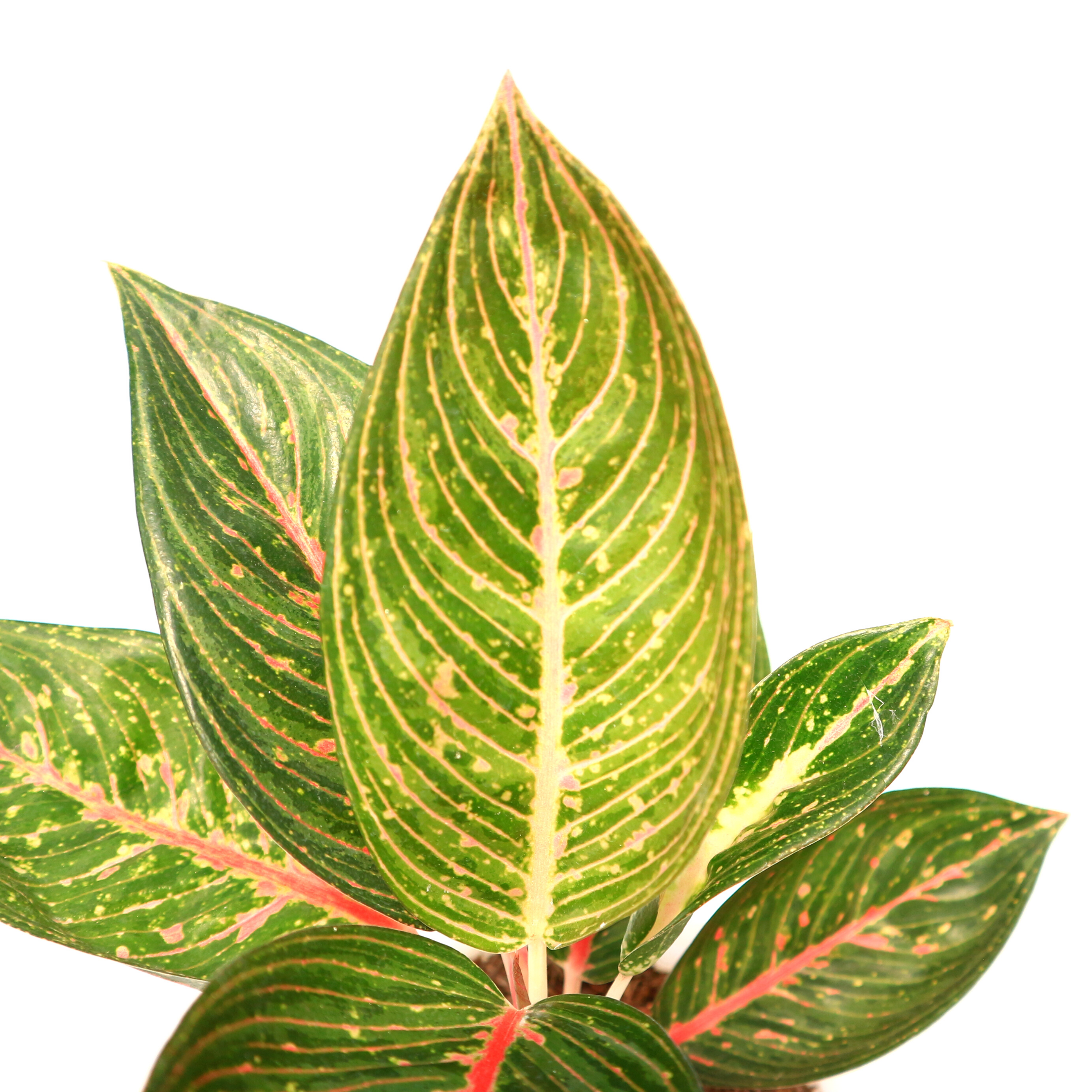 Aglaonema Green Legacy - Greenspaces.id