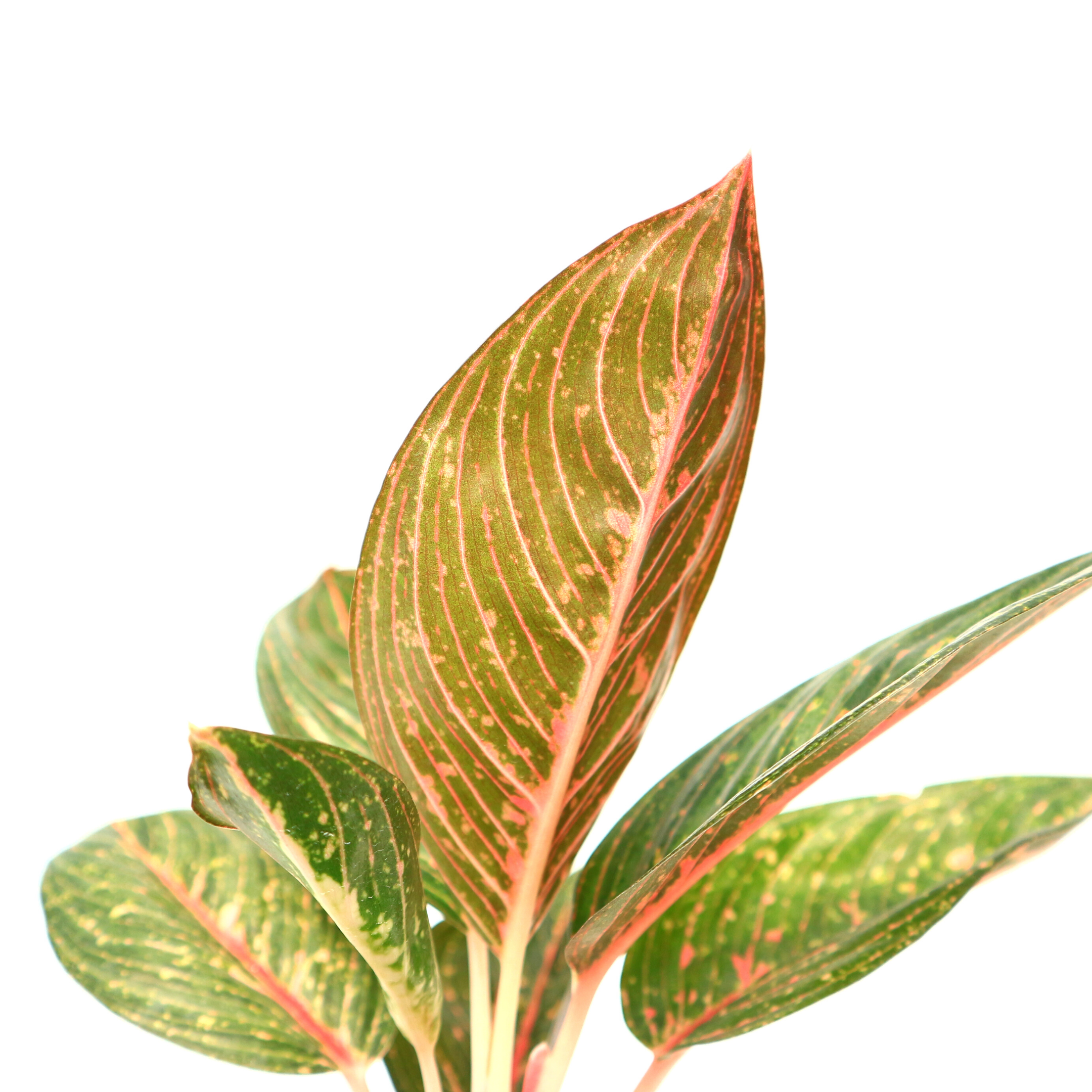 Aglaonema Green Legacy - Greenspaces.id