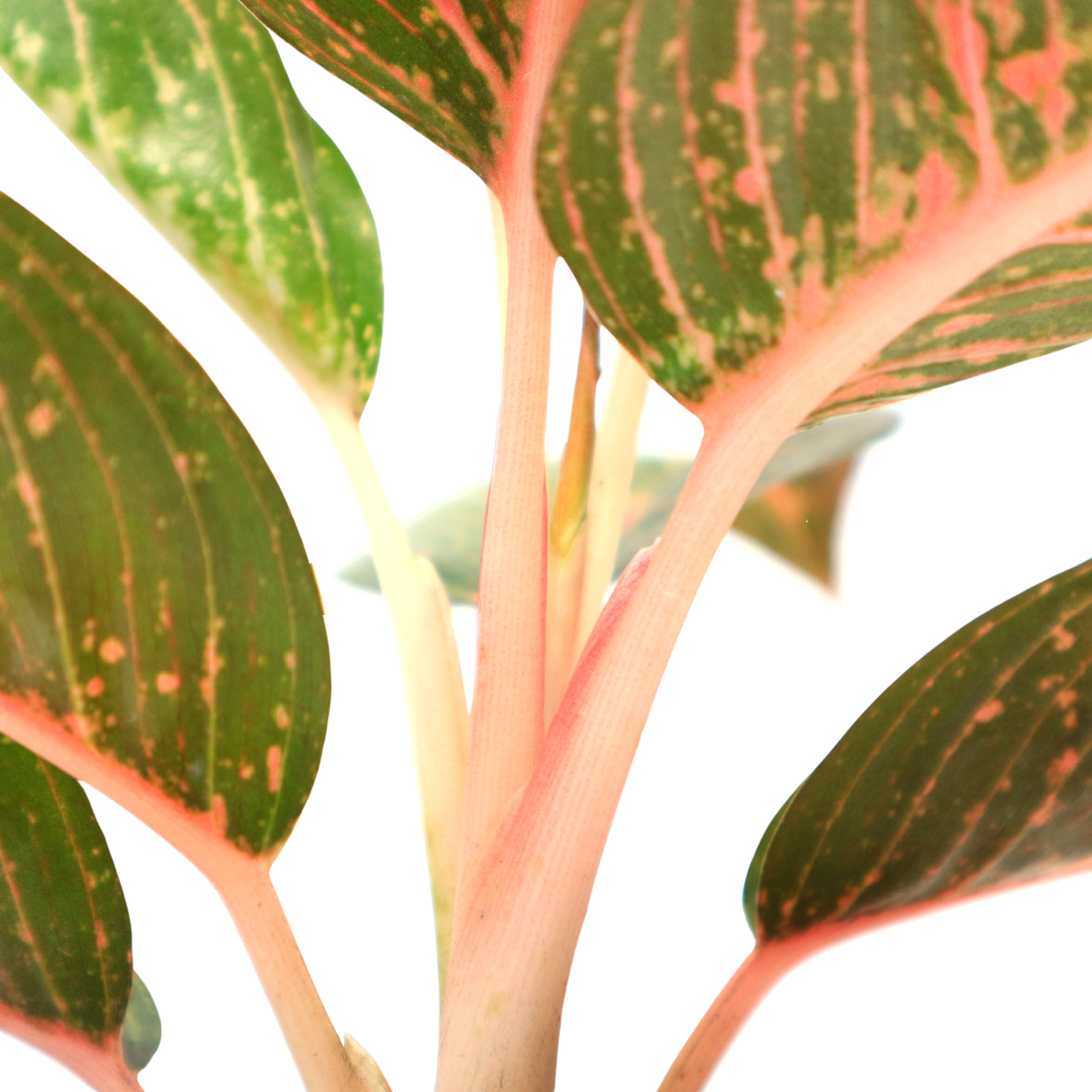 Aglaonema Green Legacy - Greenspaces.id