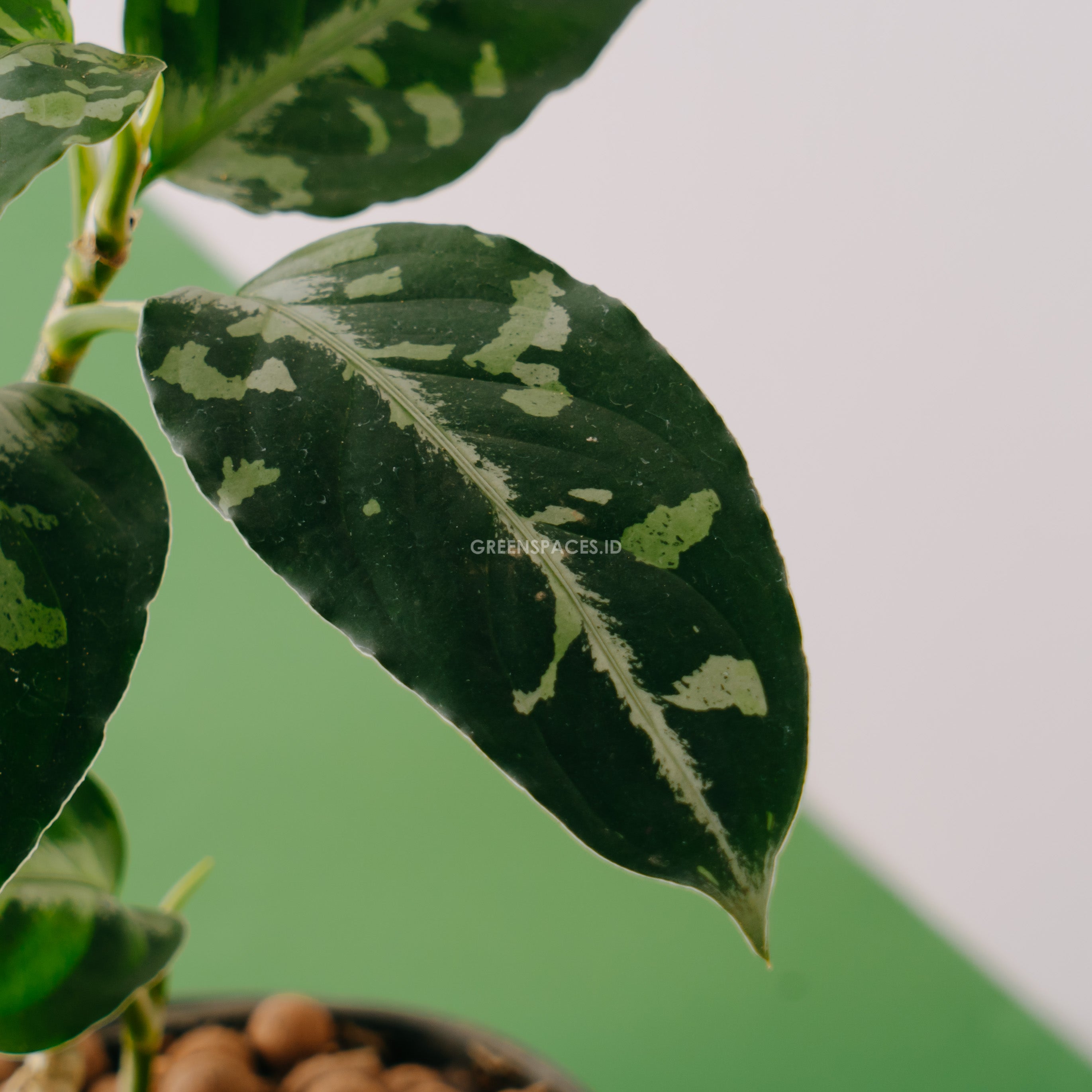 Aglaonema Pictum bicolor_Front Of Leaf