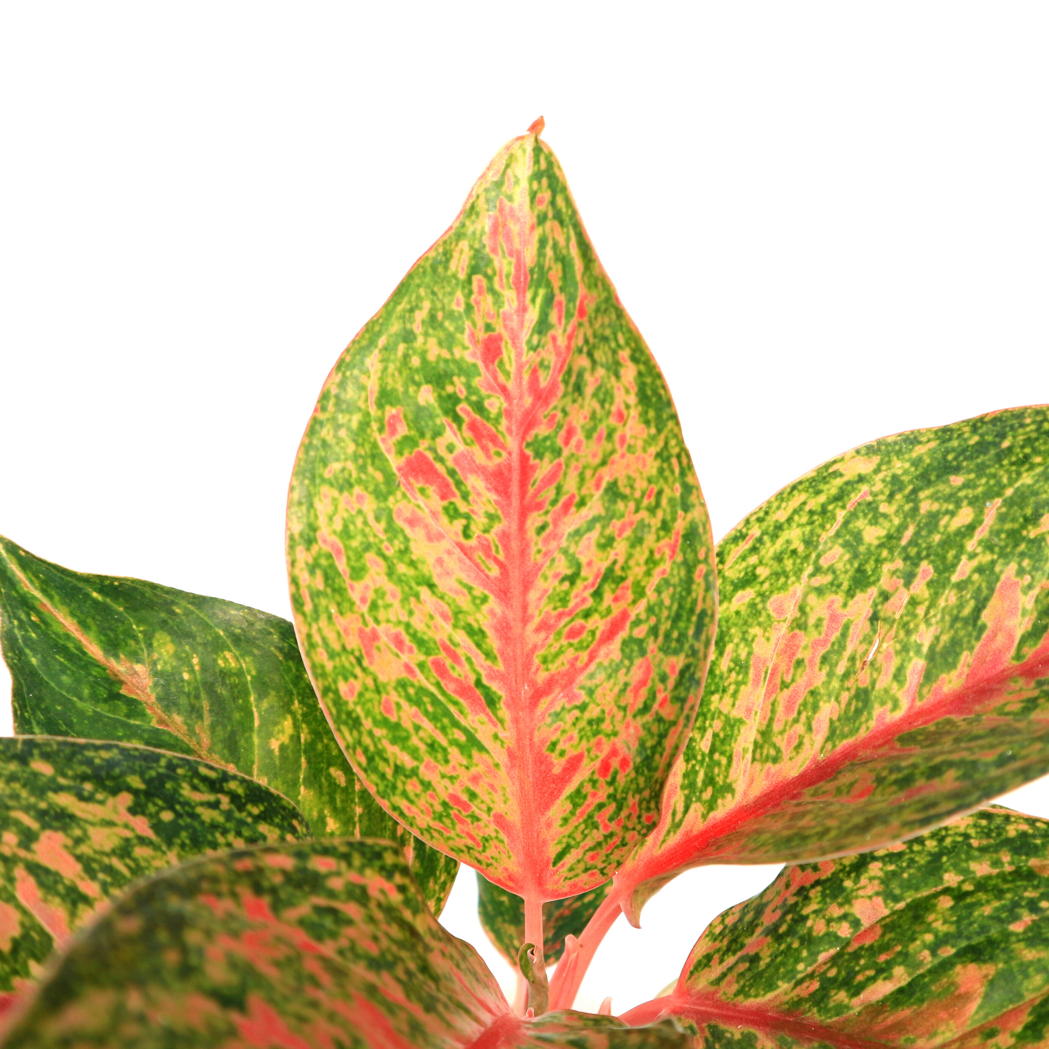 Aglaonema Red Anita - Greenspaces.id