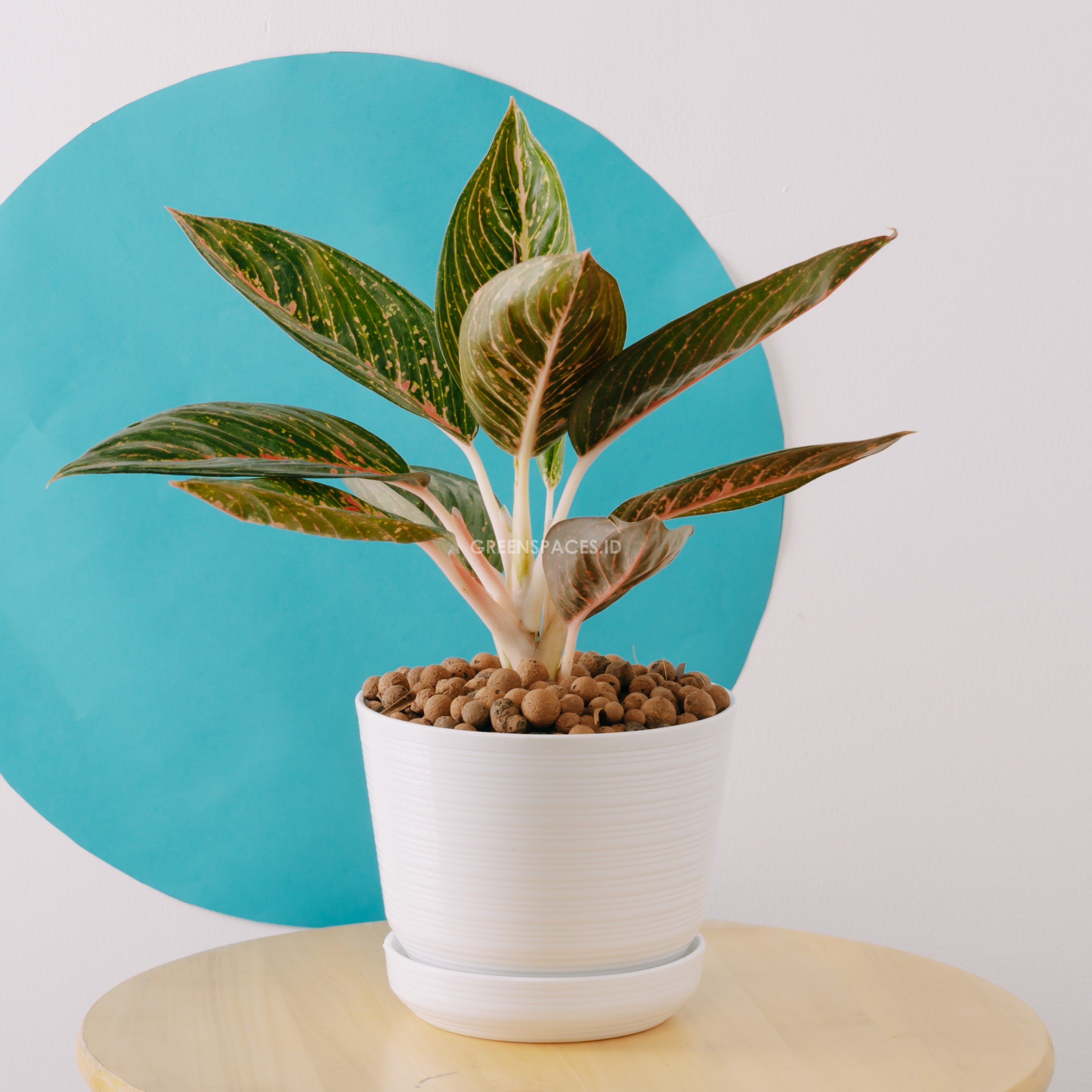 Aglaonema Adelia
