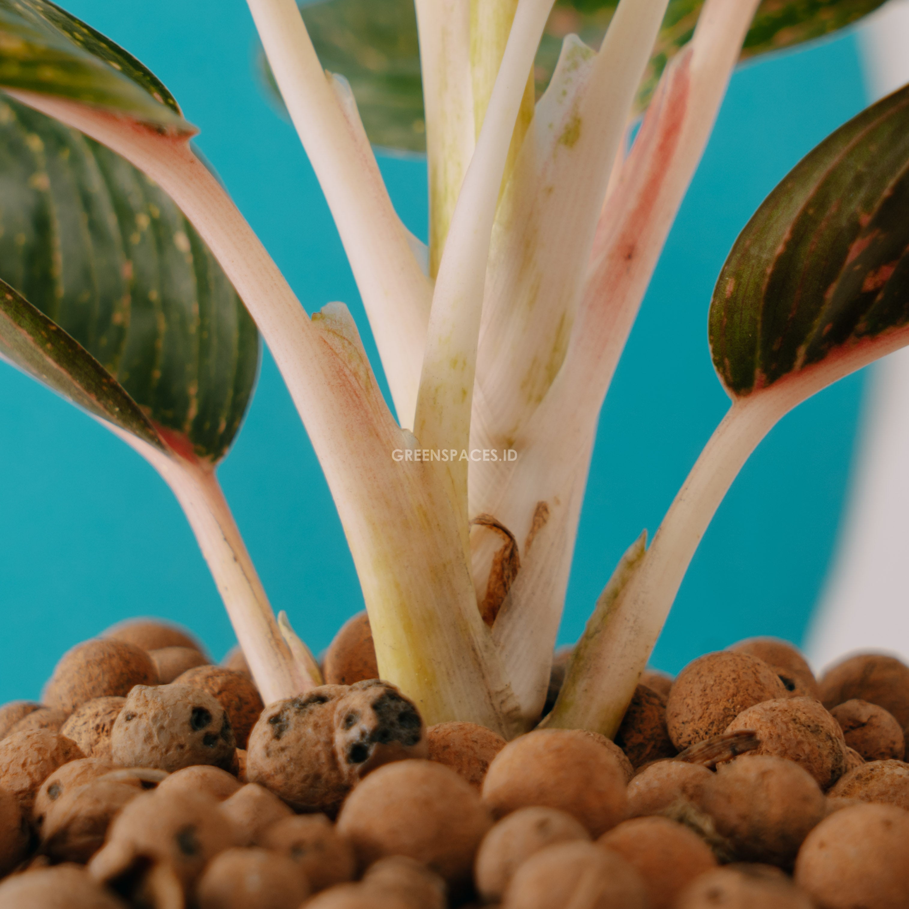 Aglaonema Adelia
