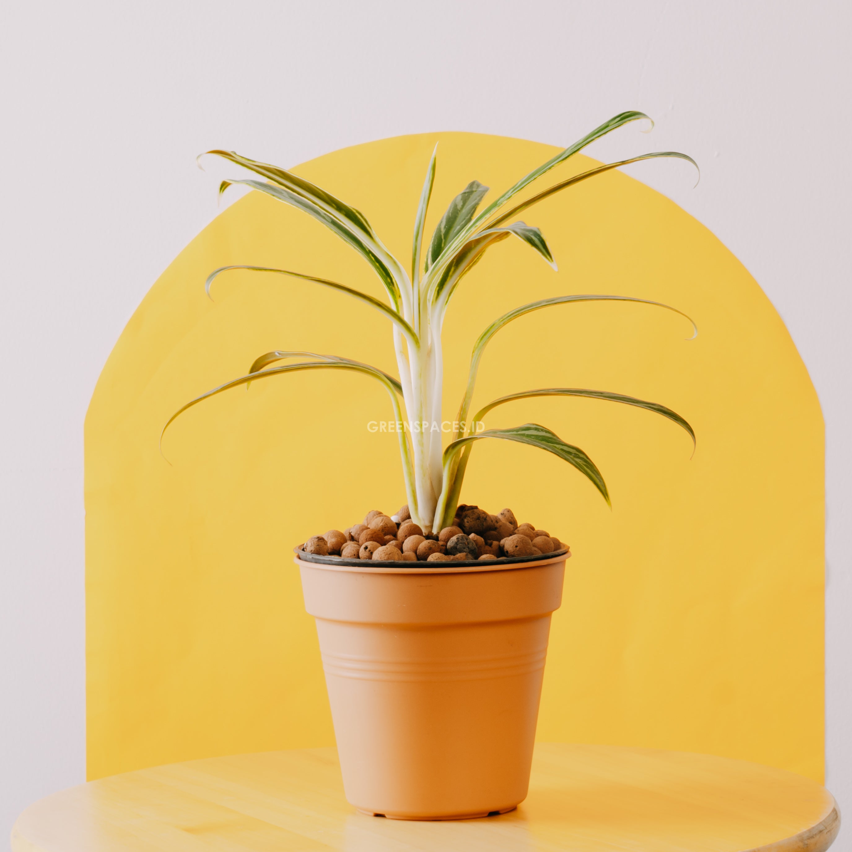 Aglaonema Bambu