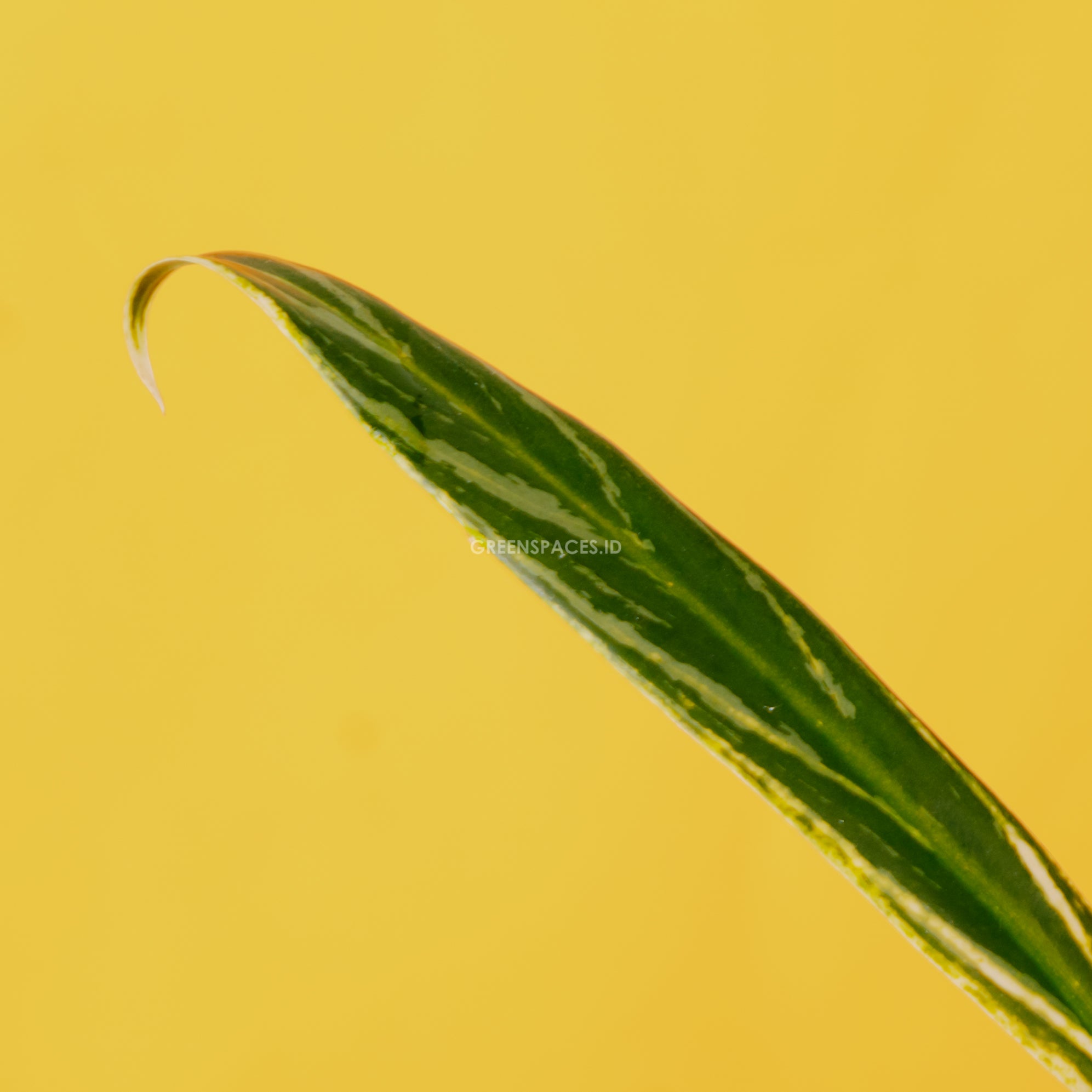 Aglaonema Bambu
