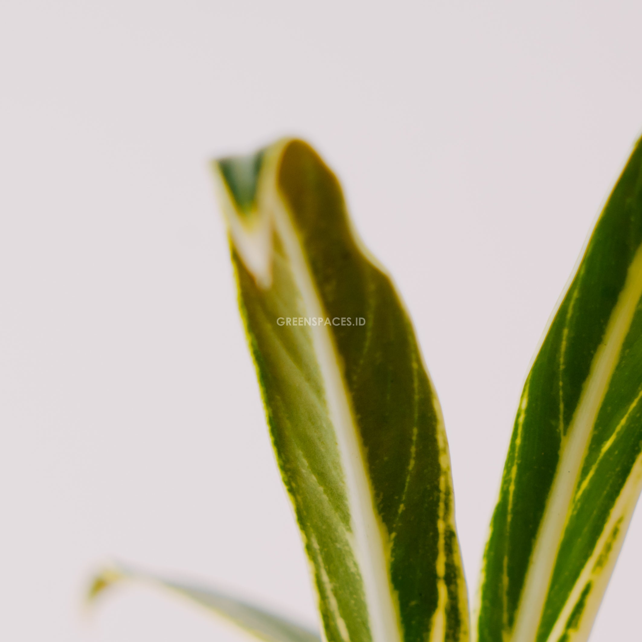 Aglaonema Bambu