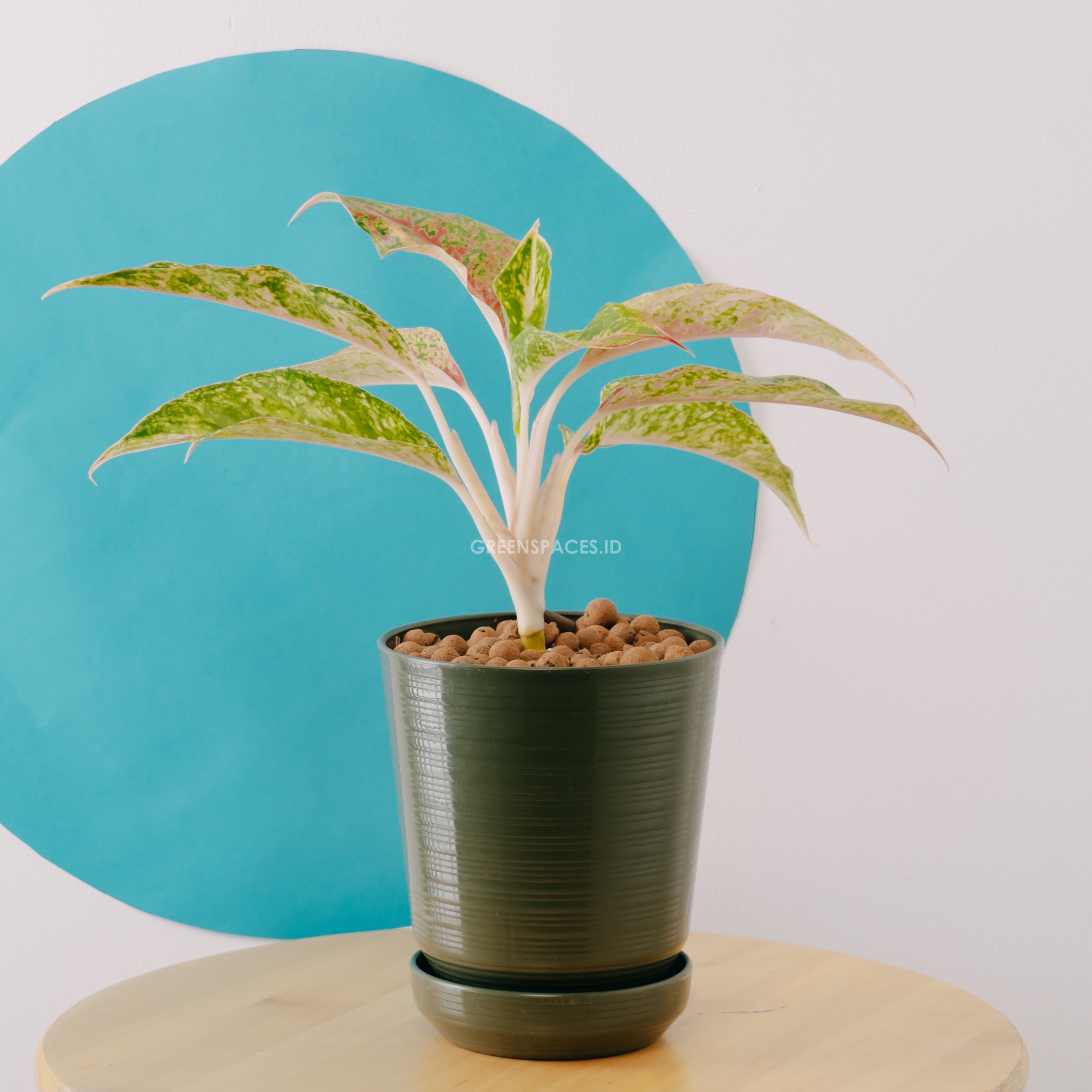 Aglaonema putri