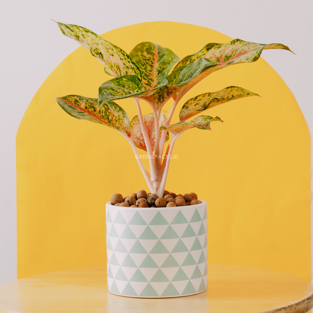 Aglaonema sweet dream