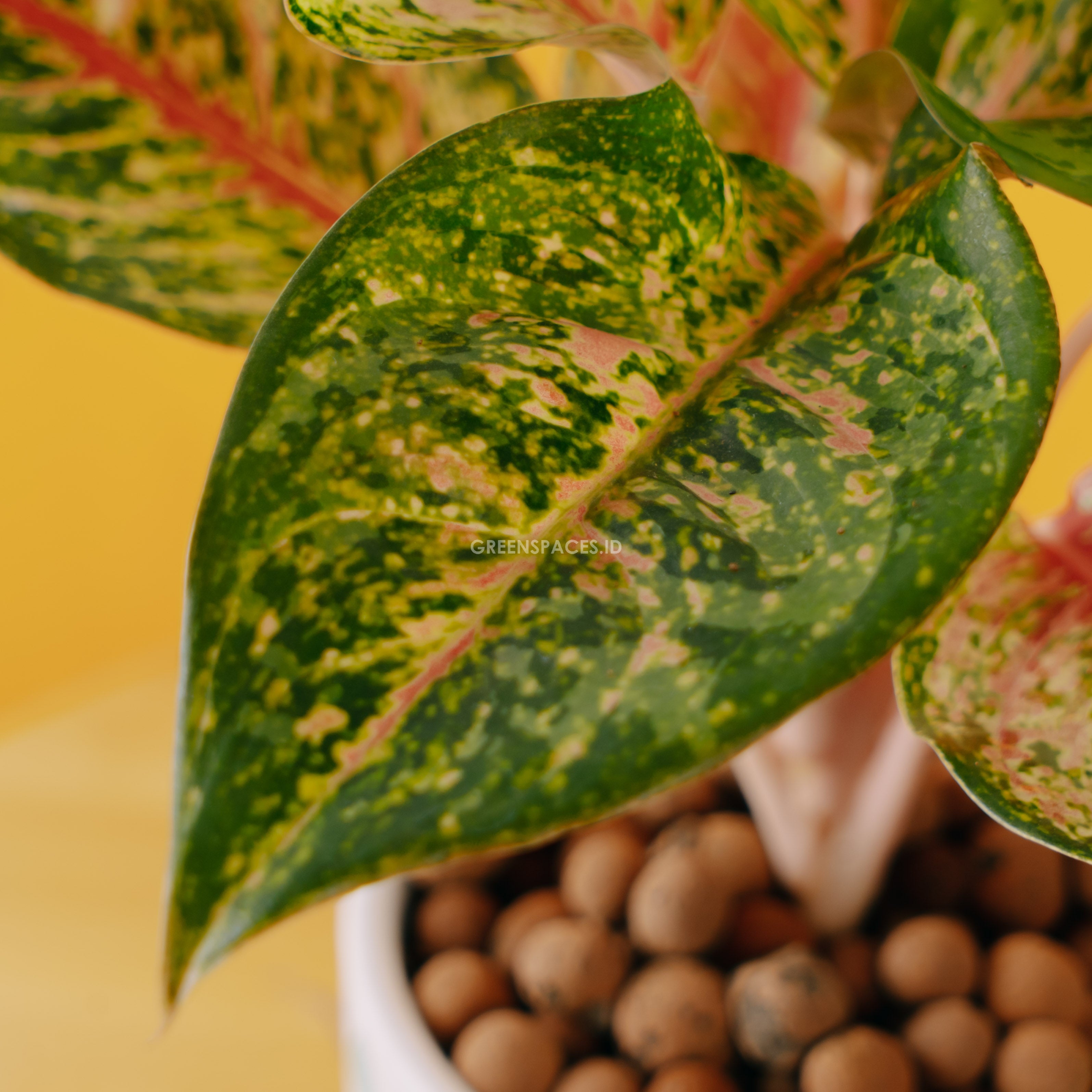 Aglaonema sweet dream_Front OF Leaf