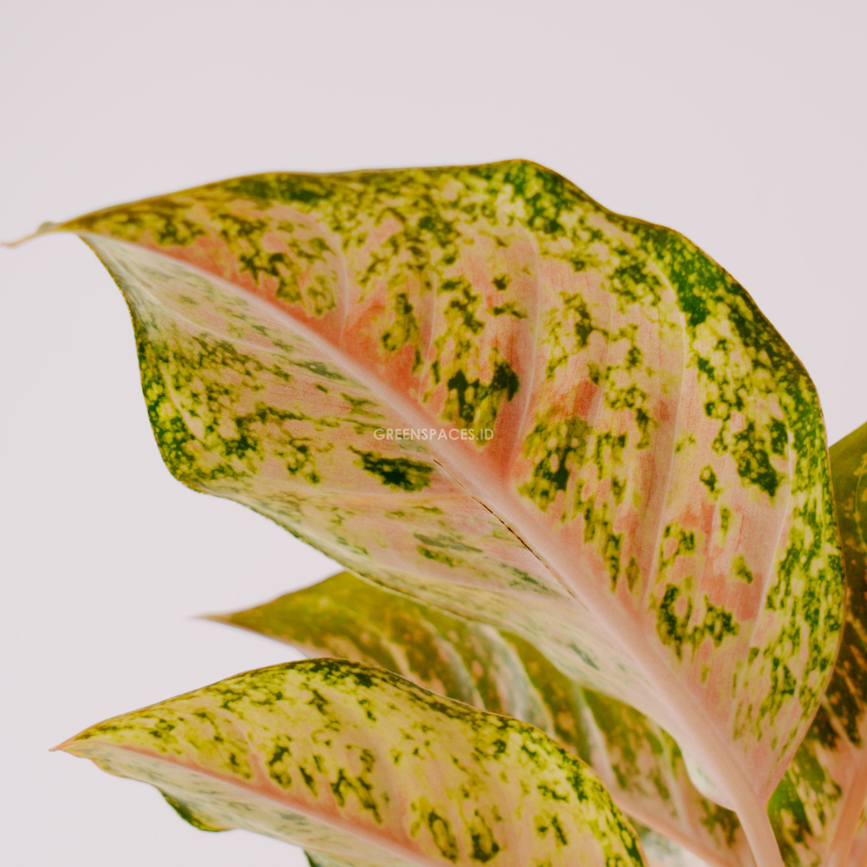 Aglaonema sweet dream_Rear Of Leaf