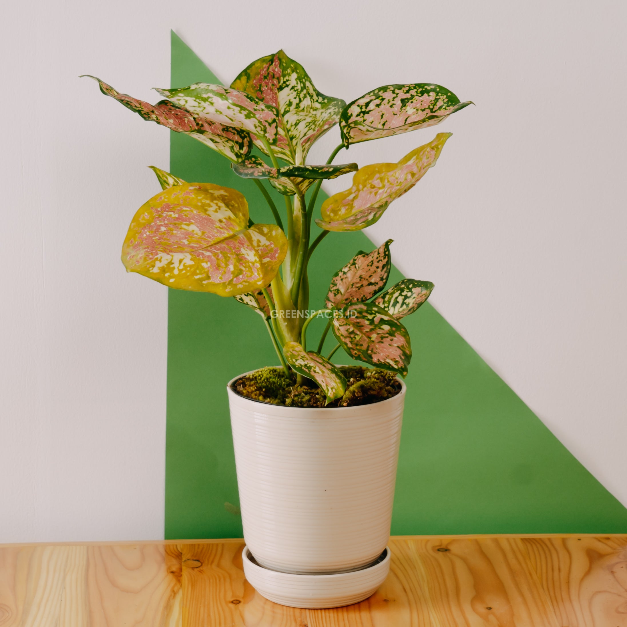 Aglaonema tricolor