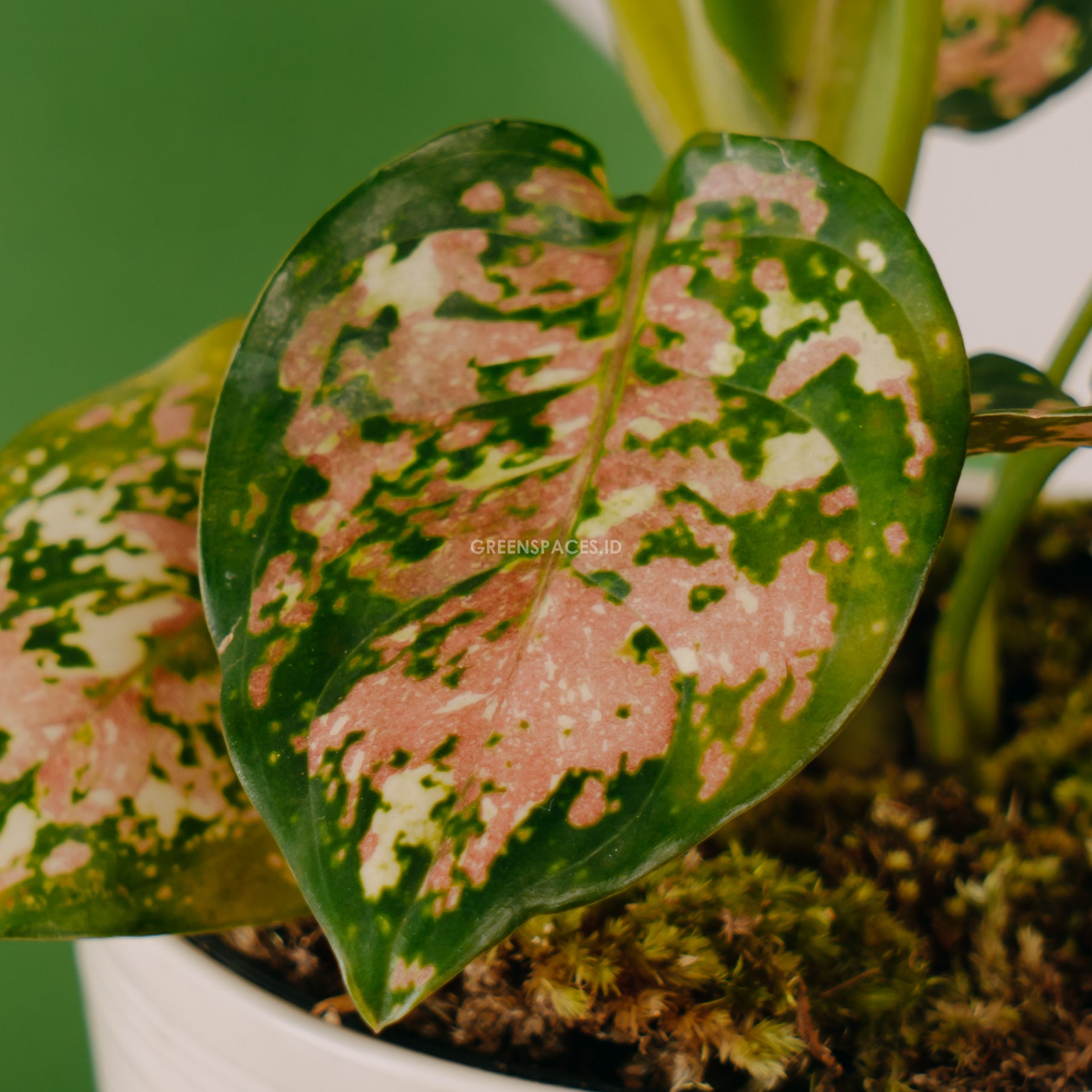Aglaonema tricolor_Front OF Leaf