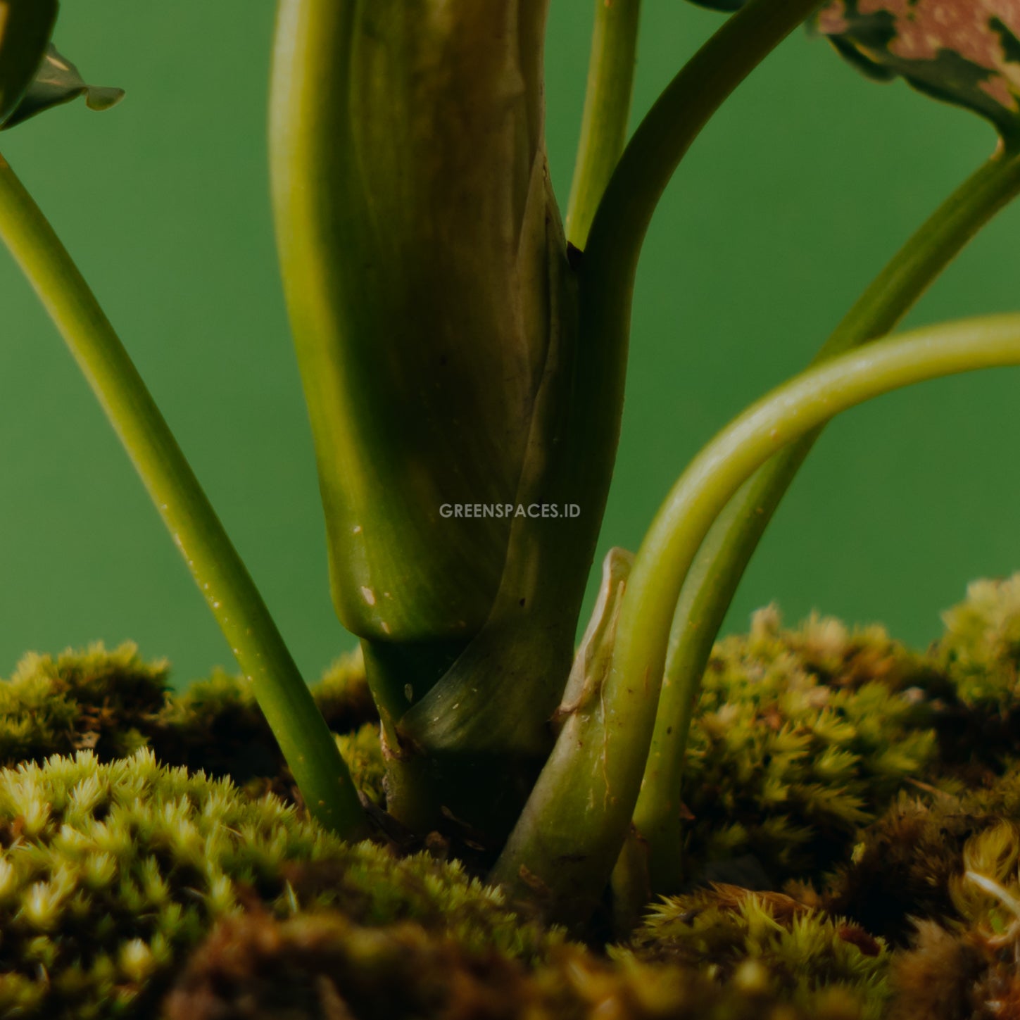 Aglaonema tricolor_Stem