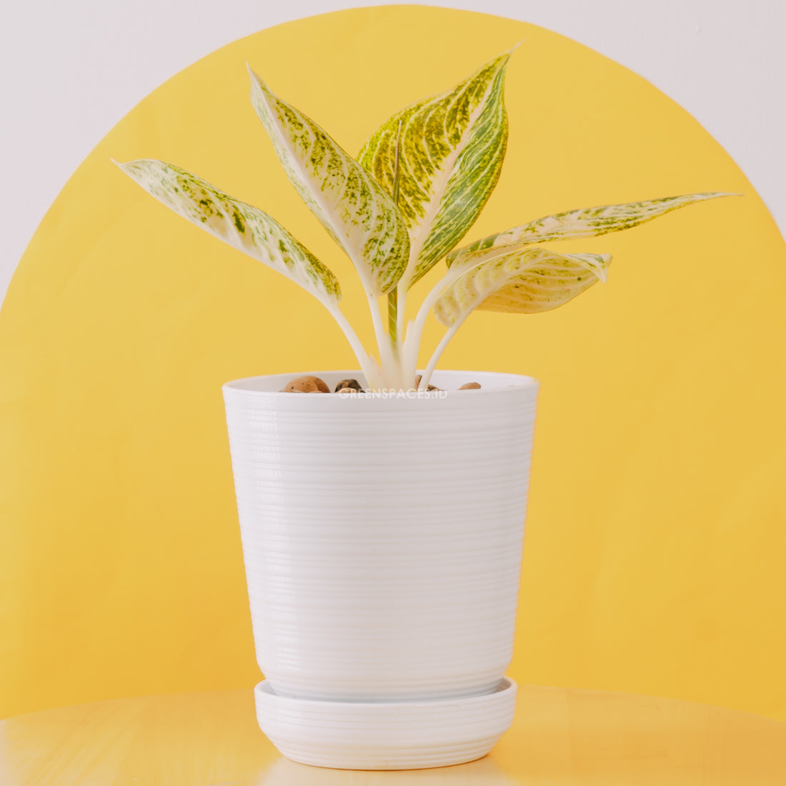 Aglaonema white legacy