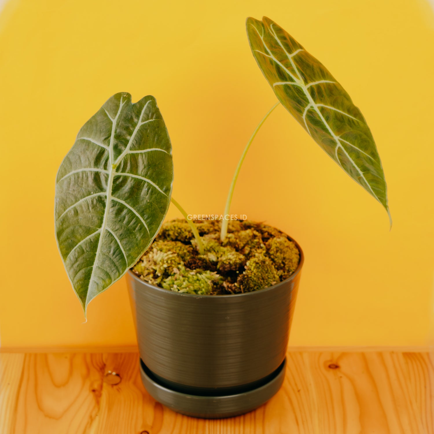 Alocasia Watsoniana - Greenspaces.id