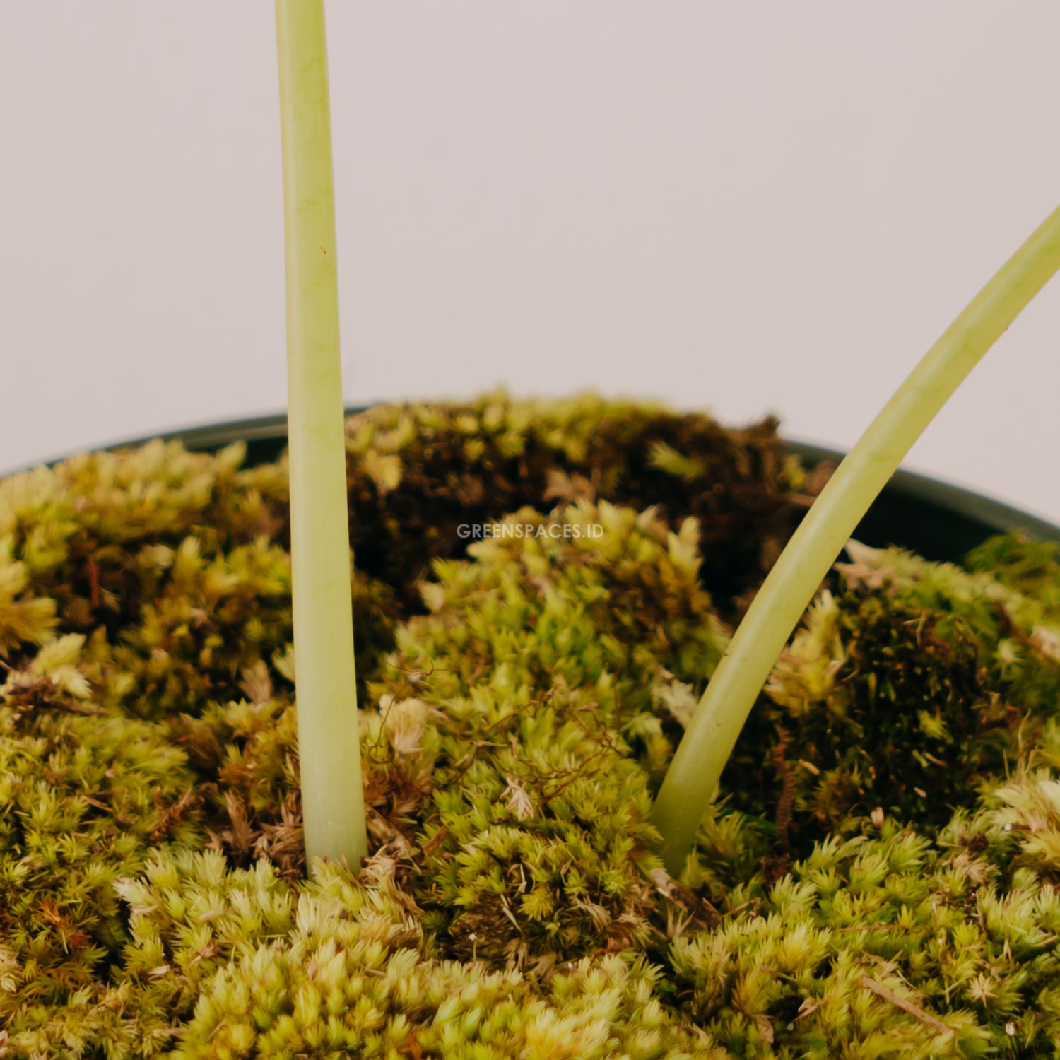 Alocasia Watsoniana - Greenspaces.id