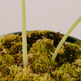 Alocasia Watsoniana - Greenspaces.id