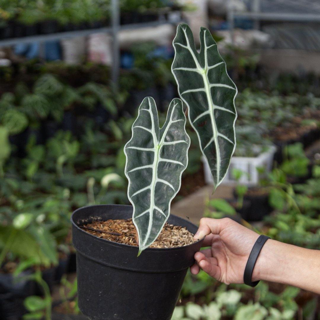 Alocasia Amazonica - Greenspaces.id