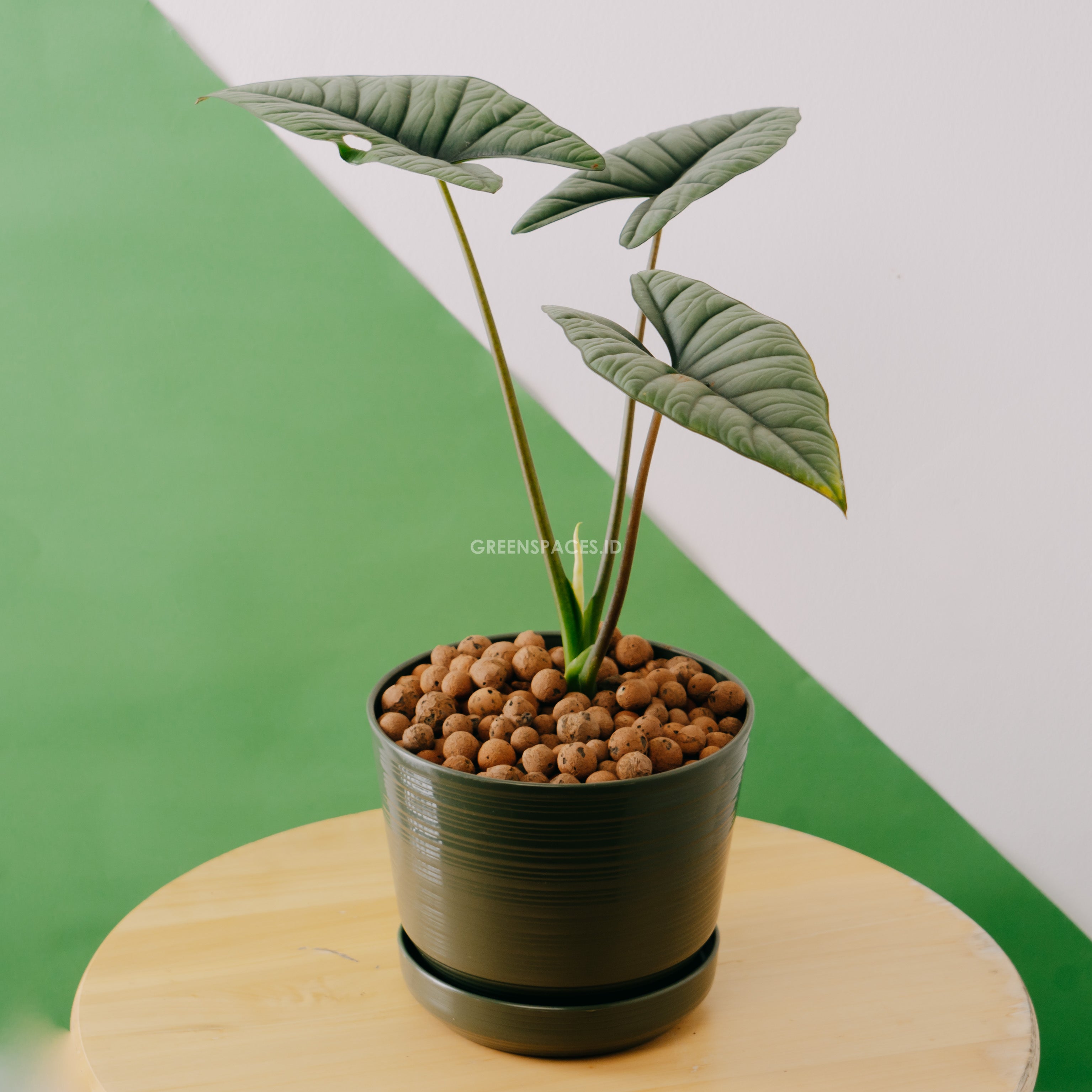 Alocasia bisma