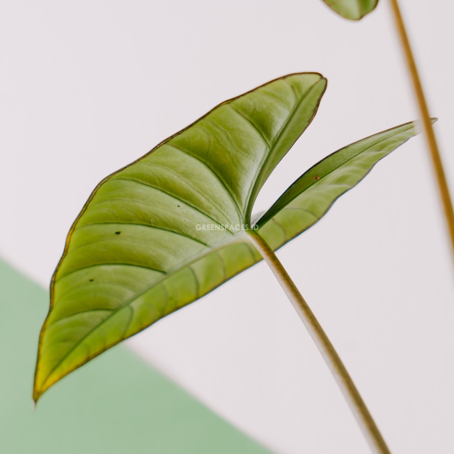 Alocasia bisma_Rear Of Leaf