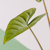 Alocasia bisma_Rear Of Leaf