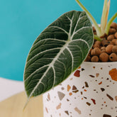 Alocasia black velvet_ Front Of Leaf