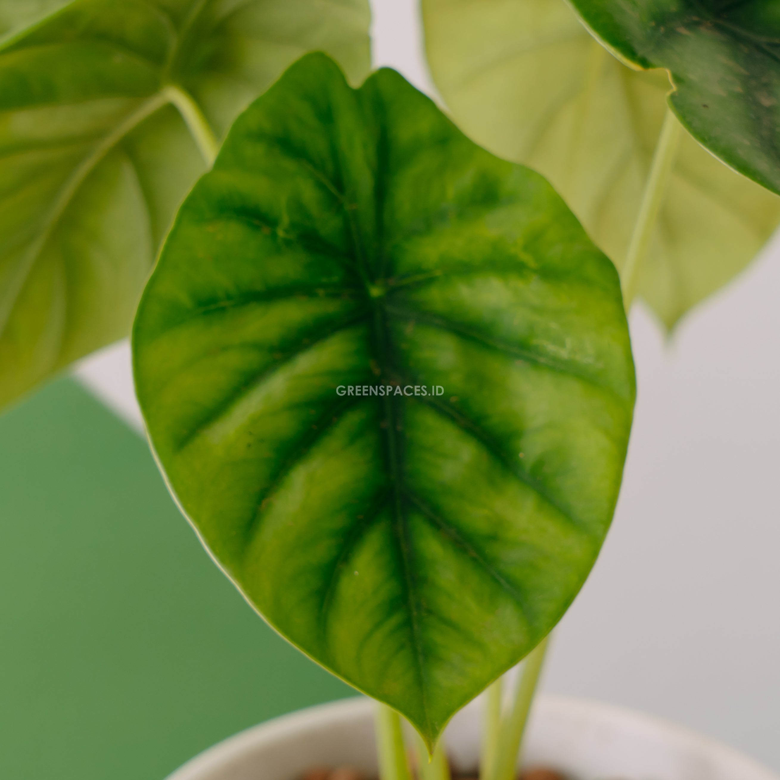 Alocasia clipeolata_Front Of Leaf