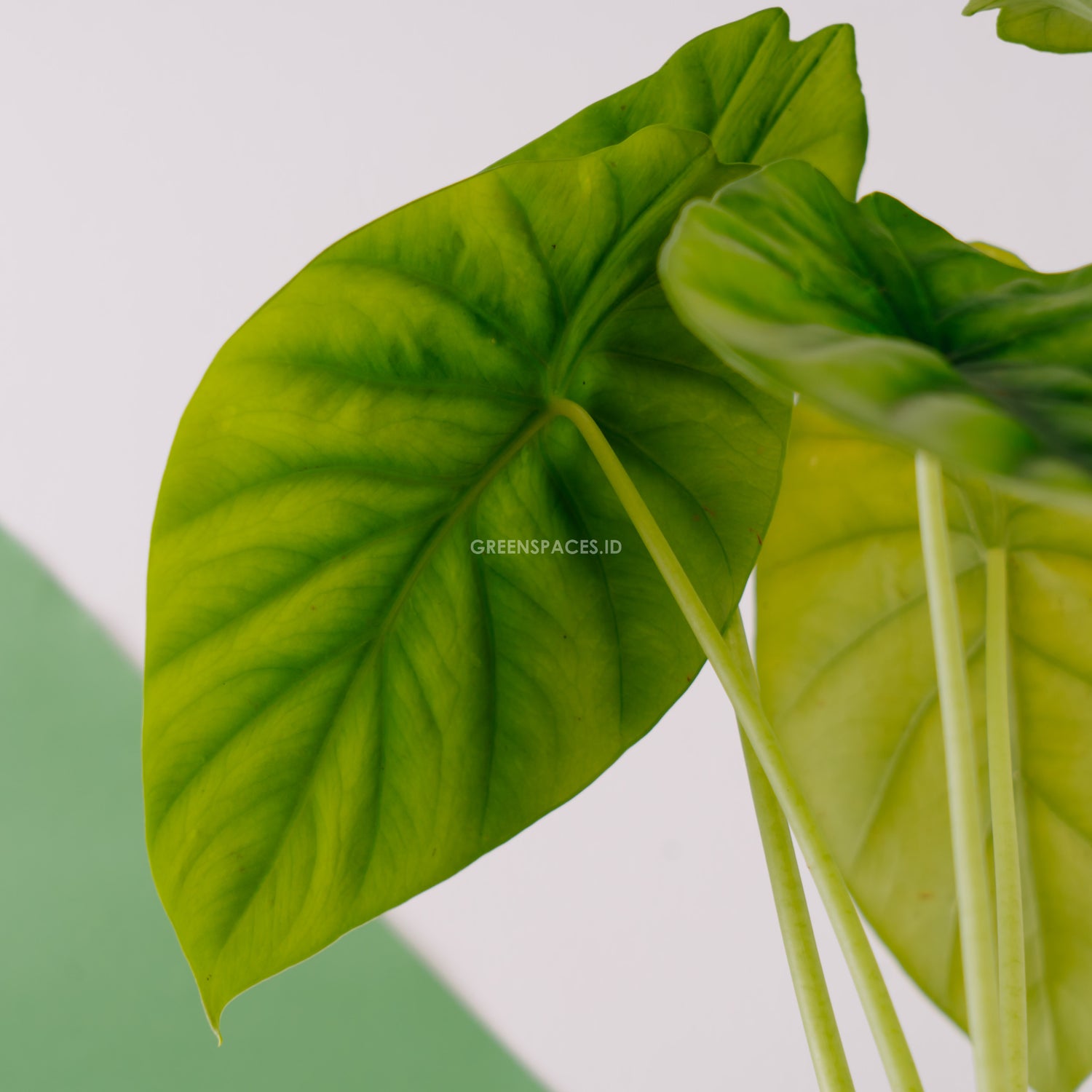 Alocasia clipeolata_Rear Of Leaf