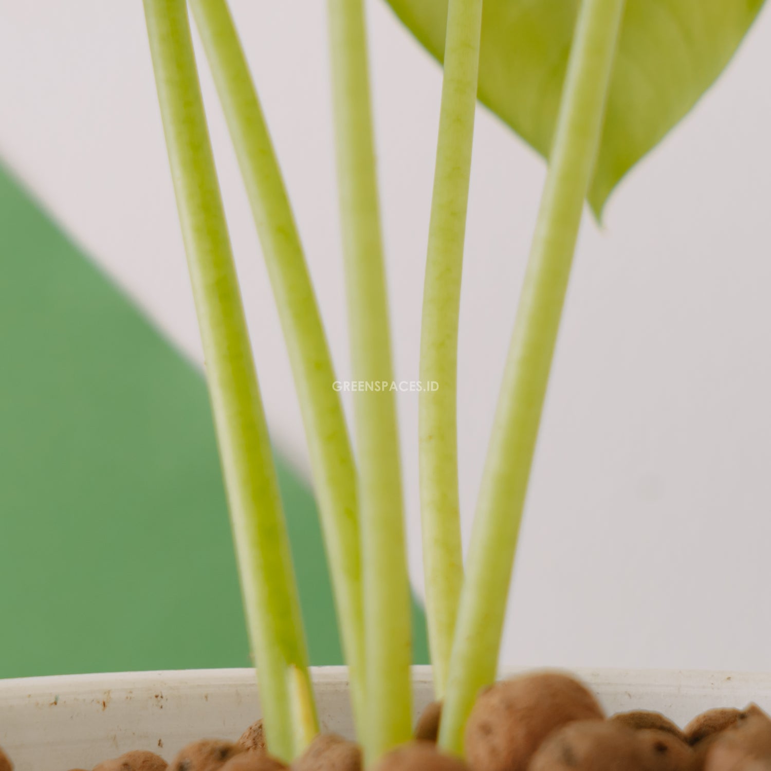 Alocasia clipeolata_Stem