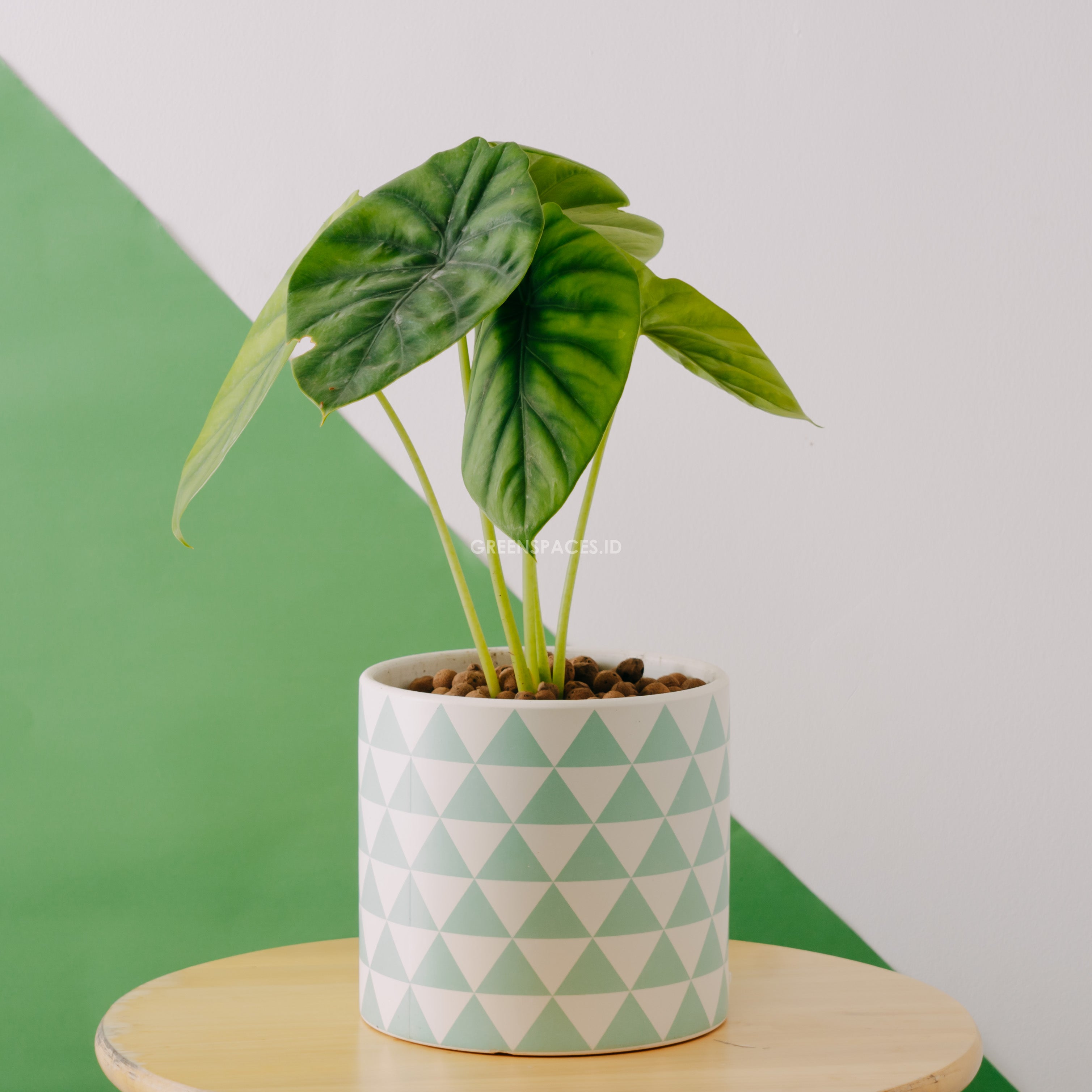 Alocasia clipeolata