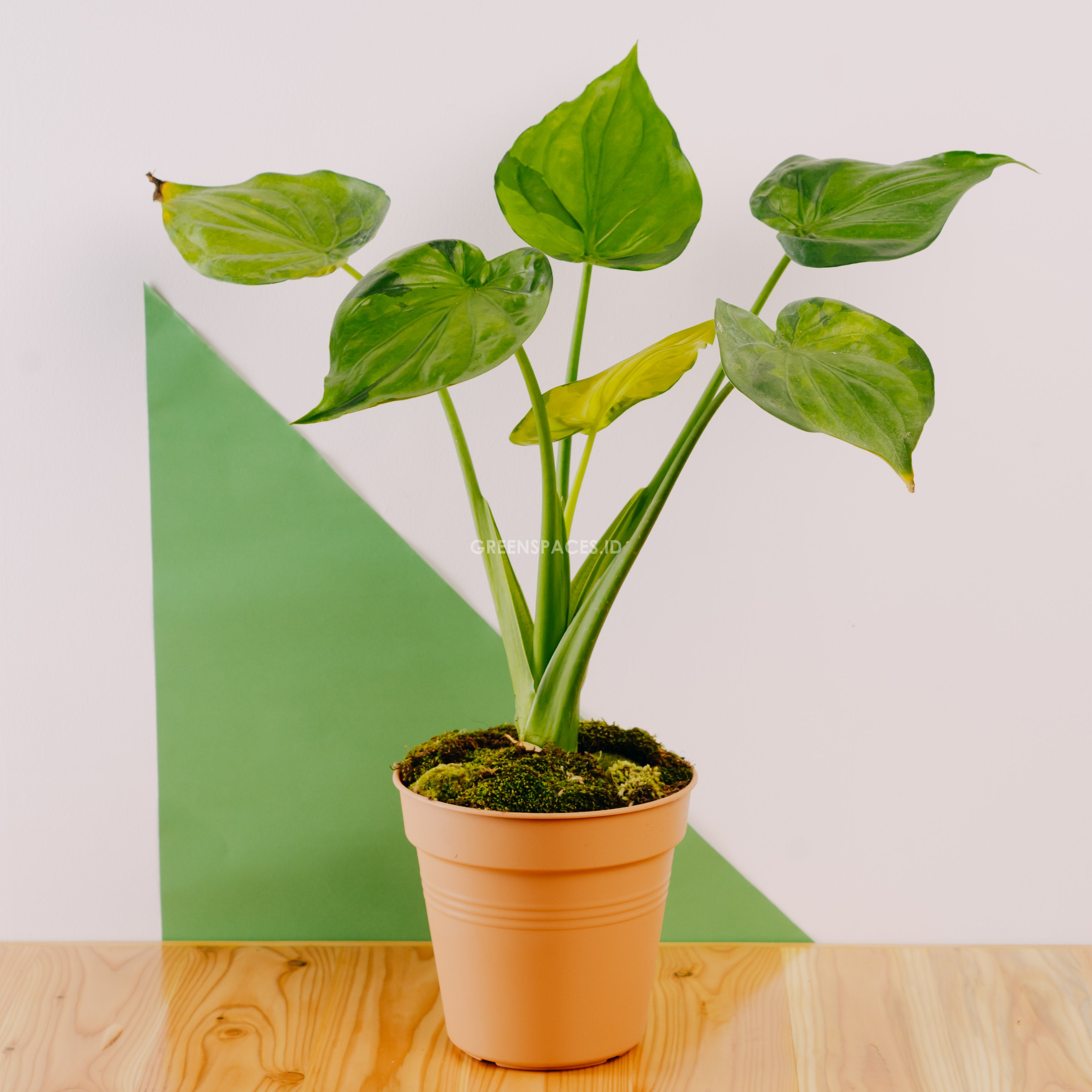 Alocasia cuculata variegated