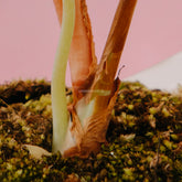 Alocasia cuprea_Stem