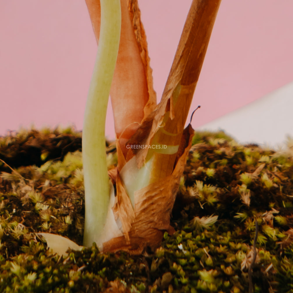 Alocasia cuprea_Stem
