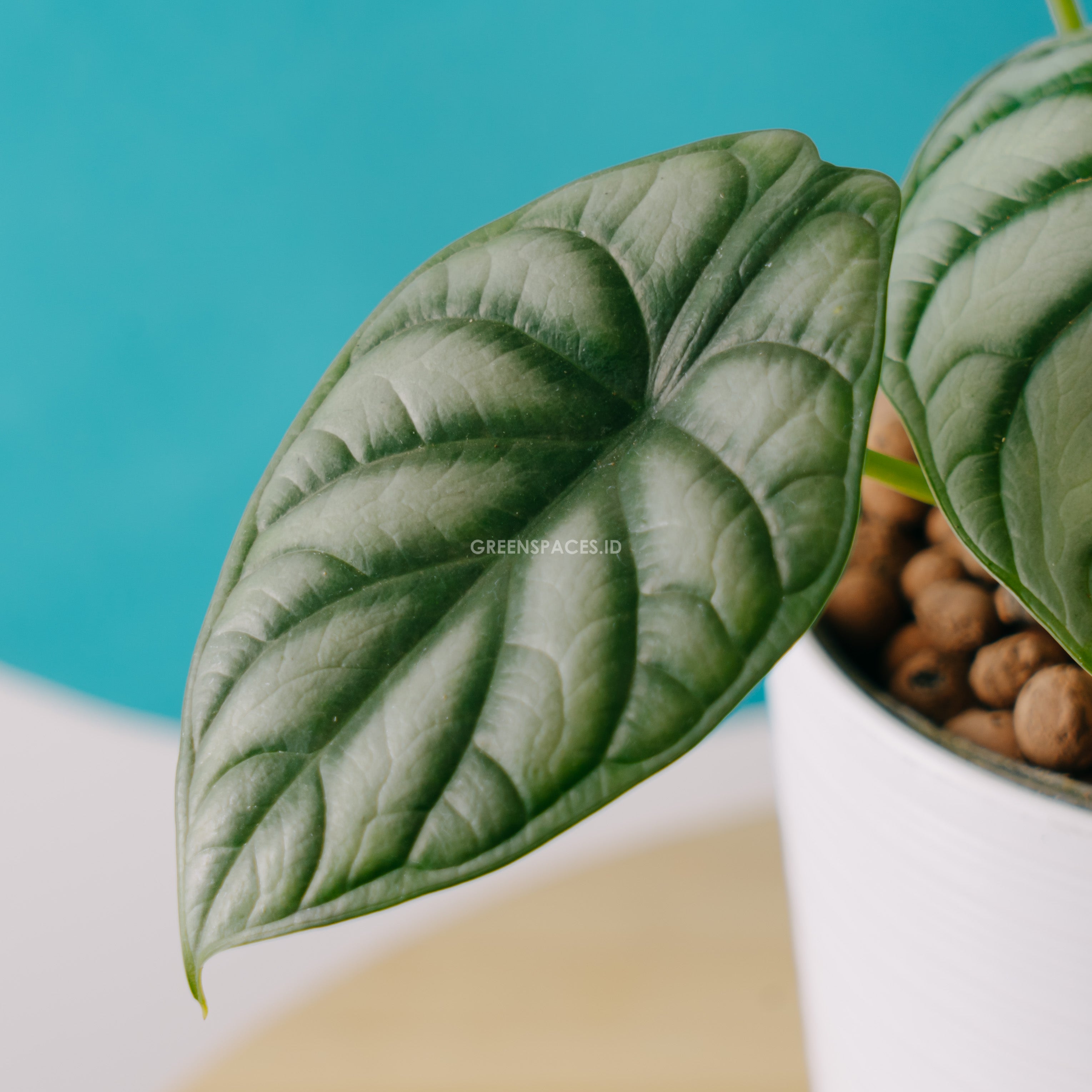 Alocasia dragon scale_Front Of Leaf