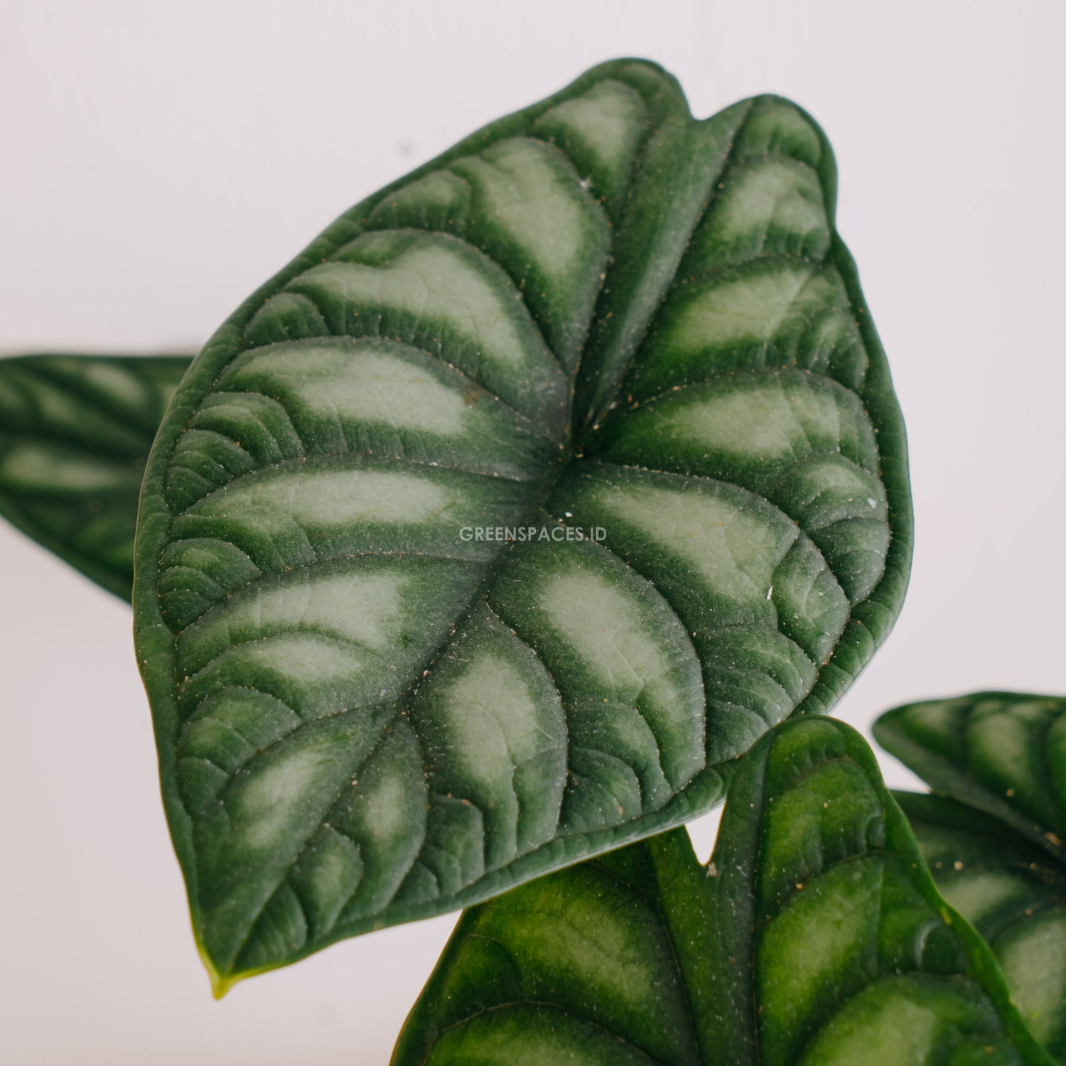 Alocasia dragon scale big_Front Of Leaf