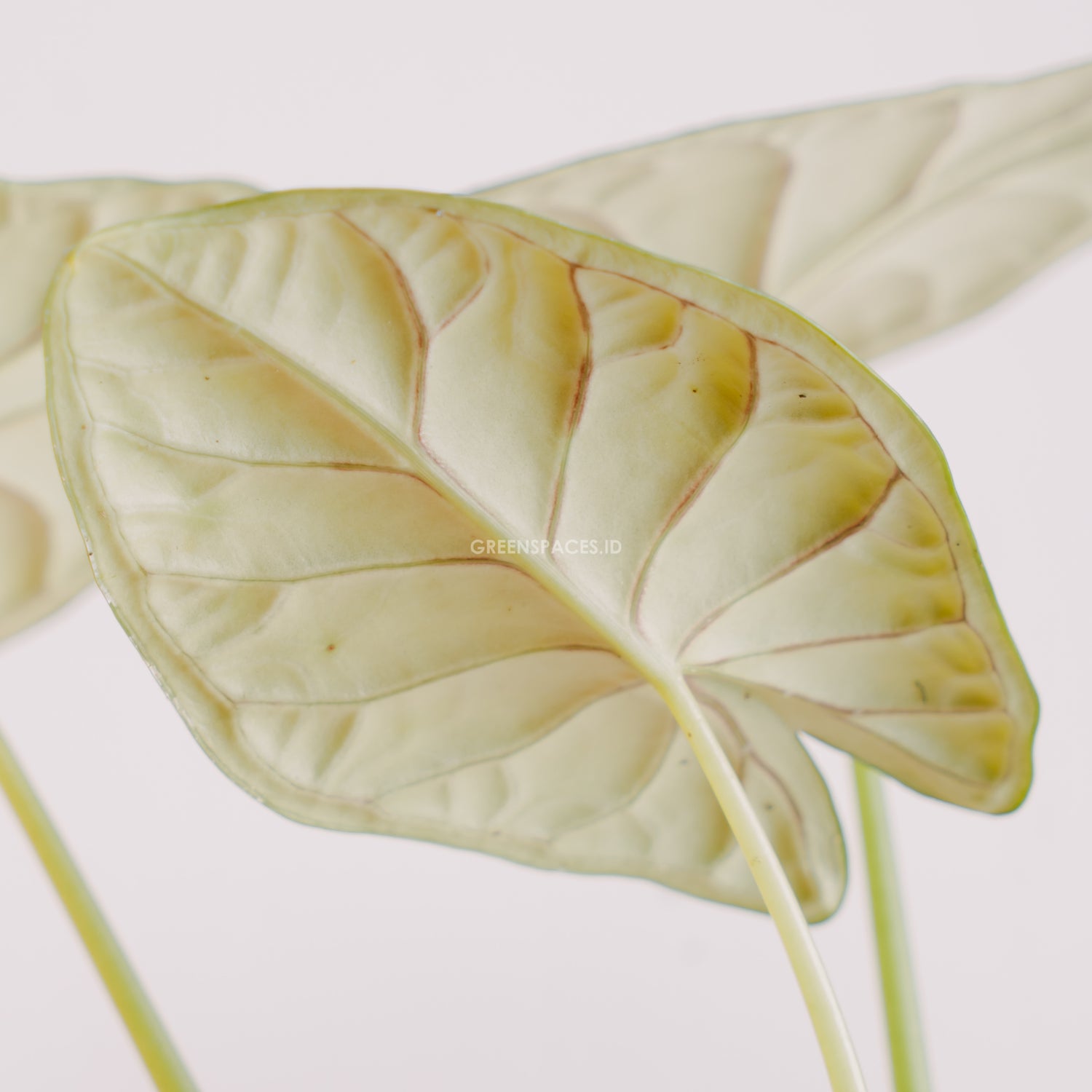 Alocasia dragon scale big_Rear Of Leaf